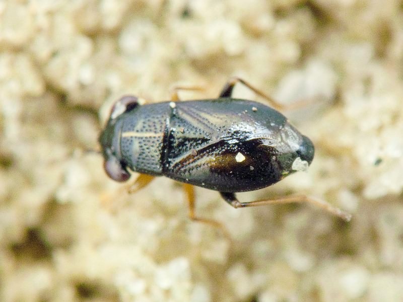 Geocoris ater (Fabricius, 1787)